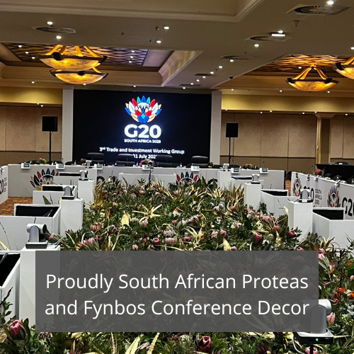 Proudly South African Proteas and Fynbos Feature Proudly South African Proteas and Fynbos Feature