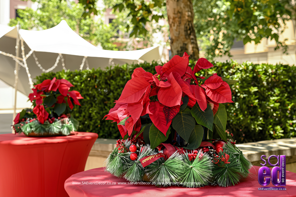 Poinsettia and christmas reef centrepiece designed by SA Event Decor